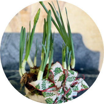 Paperwhites01 Large flowers by the bay arrangement with white and yellow roses and white lillies