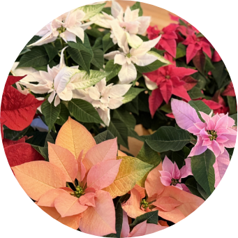 Pointsettas01 line drawing of flower arrangement xtra large